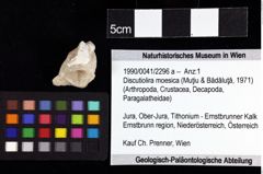 Foto (Objket + Etiketten) von Discutiolira moesica (Muţiu & Bădăluţă, 1971) 